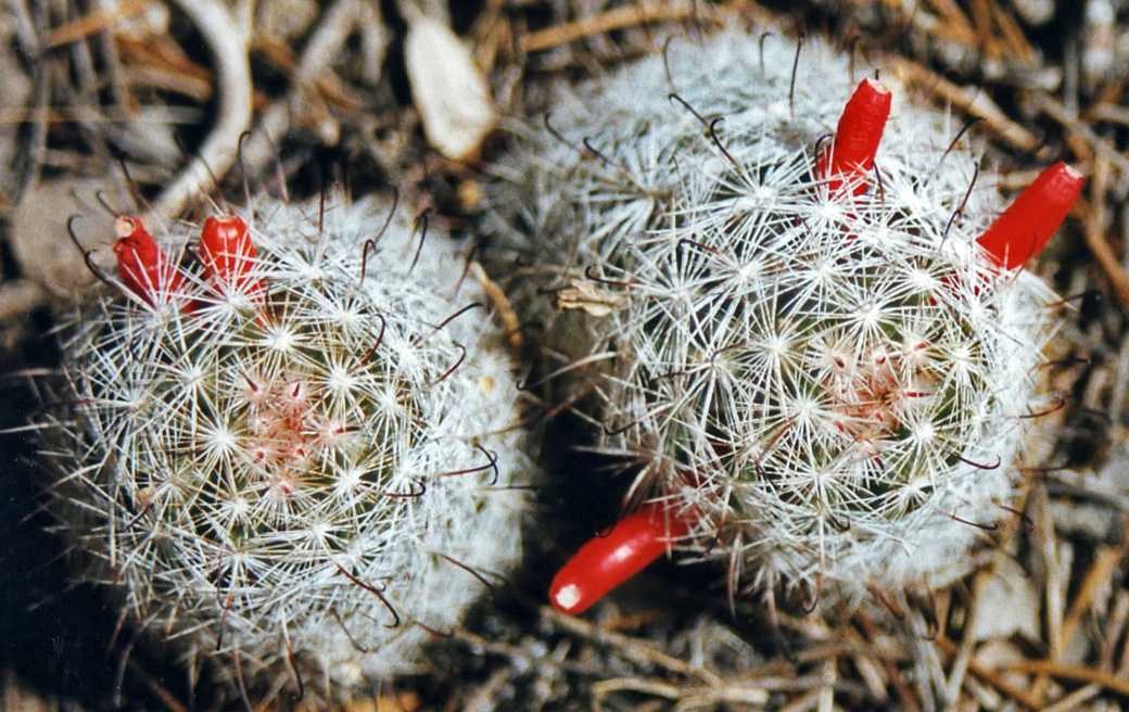 Common Fishhook Cactus از انواع کاکتوس