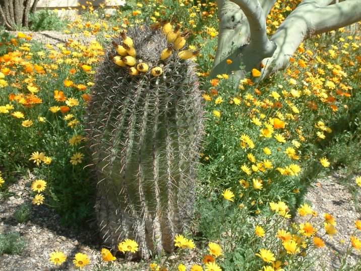 Compass Barrel Cactus