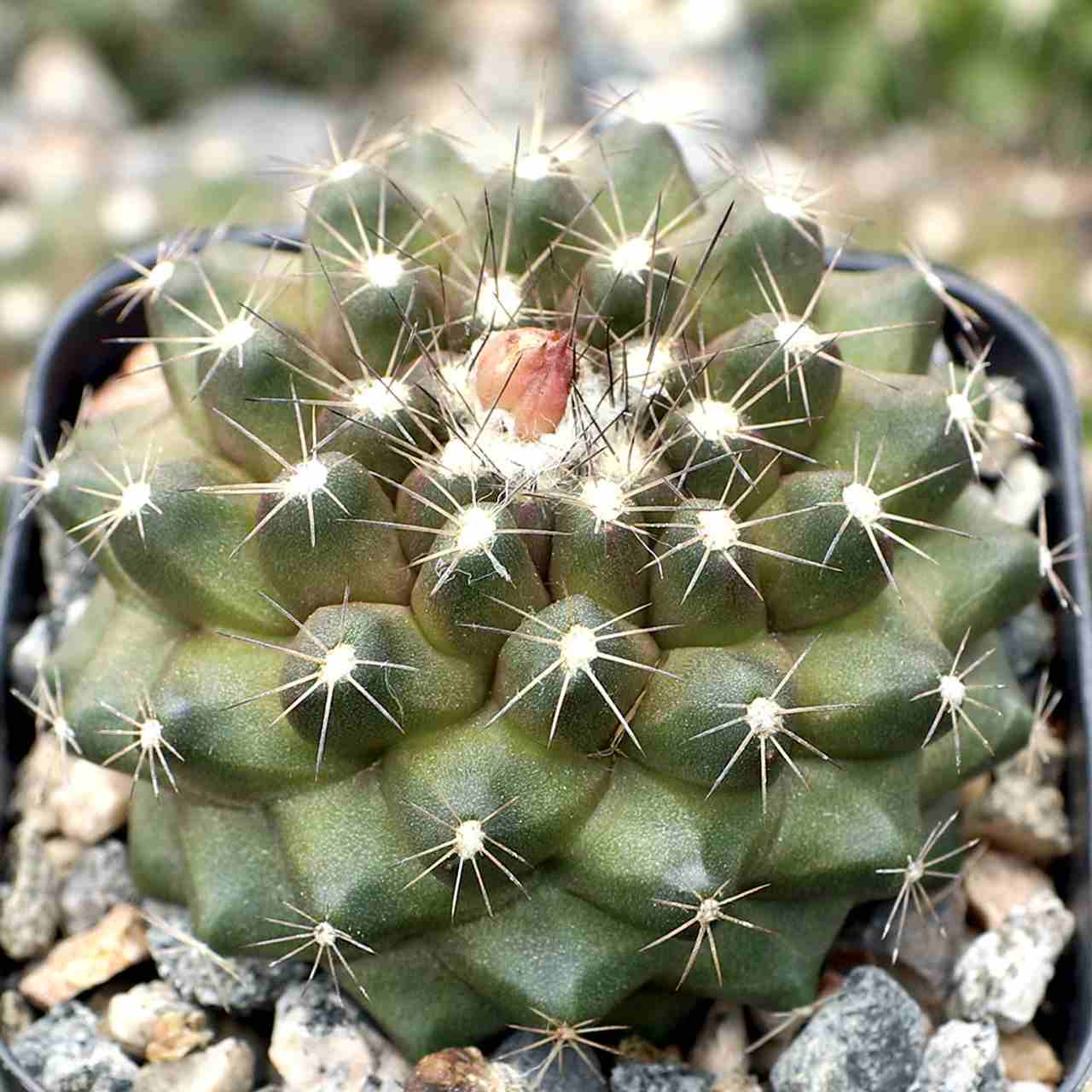 Copiapoa Humilis از انواع کاکتوس