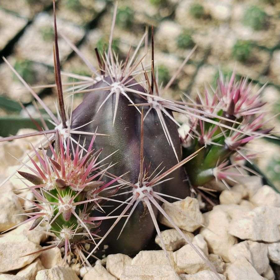 Coryn opuntia Invicta