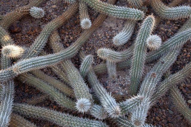 Creeping Devil (Stenocereus Eruca)