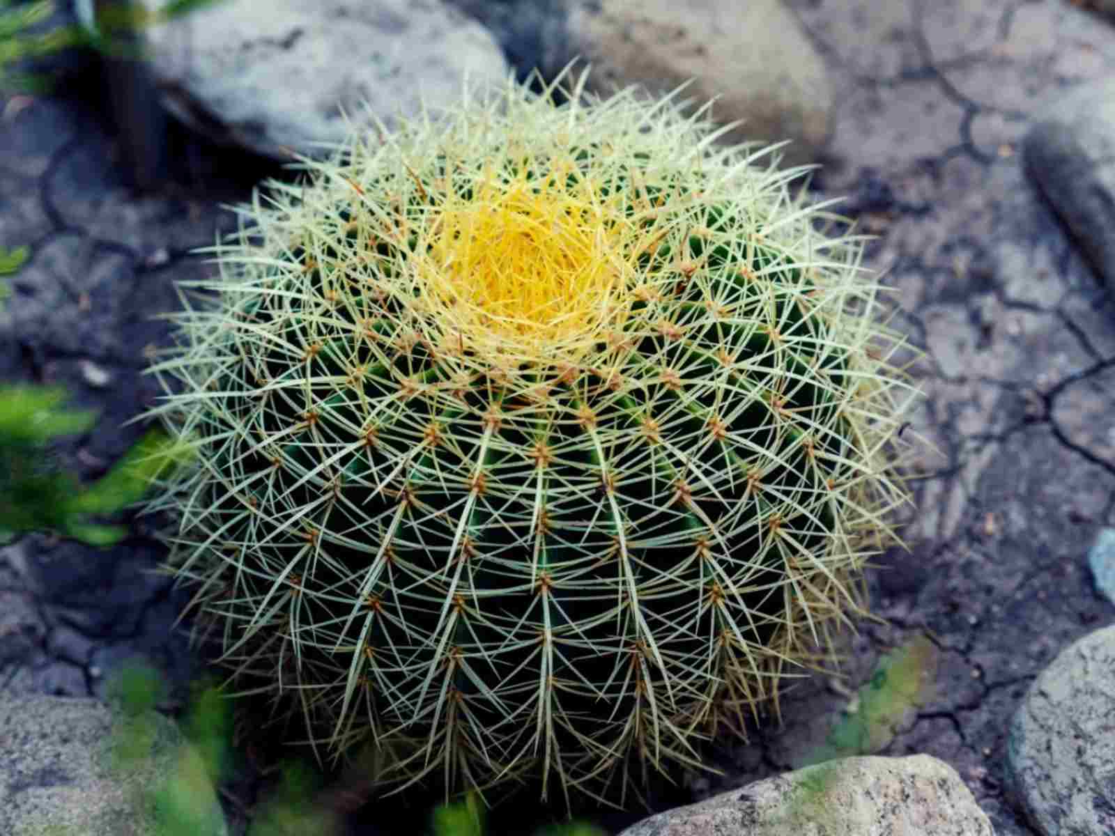 Echinocactus Platyacanthus