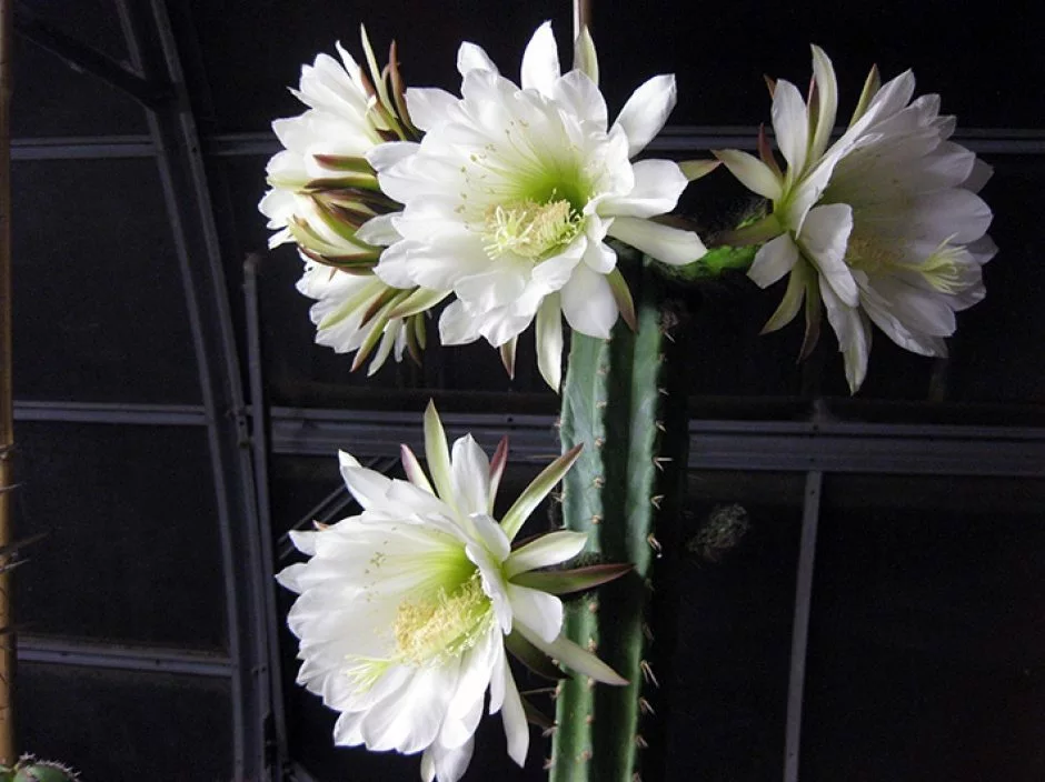 Echinopsis (Echinopsis Thelegona)