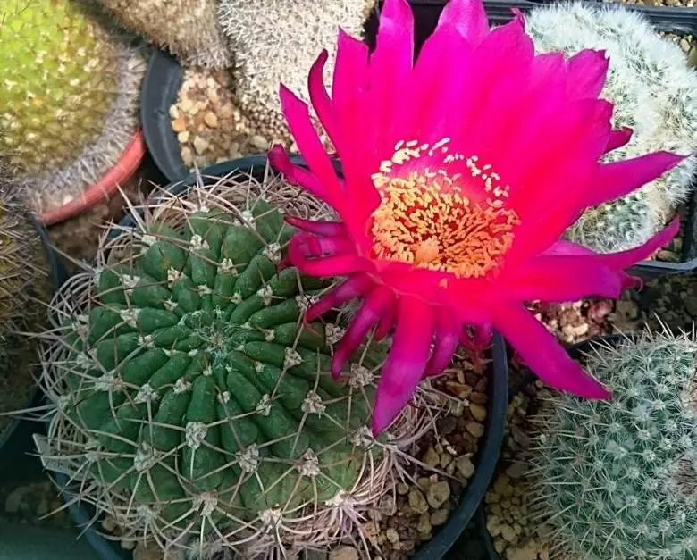 Echinopsis Formosa