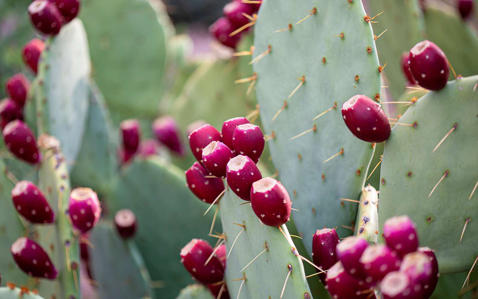 Engelmann Prickly Pear