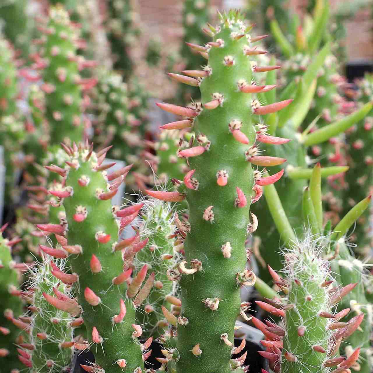 Eve’s Needle Cactus