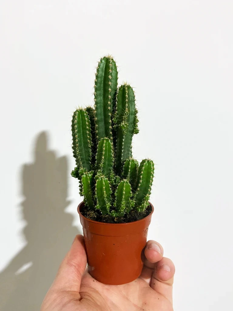 Fairy Castle (Acanthocereus Tetragonus)