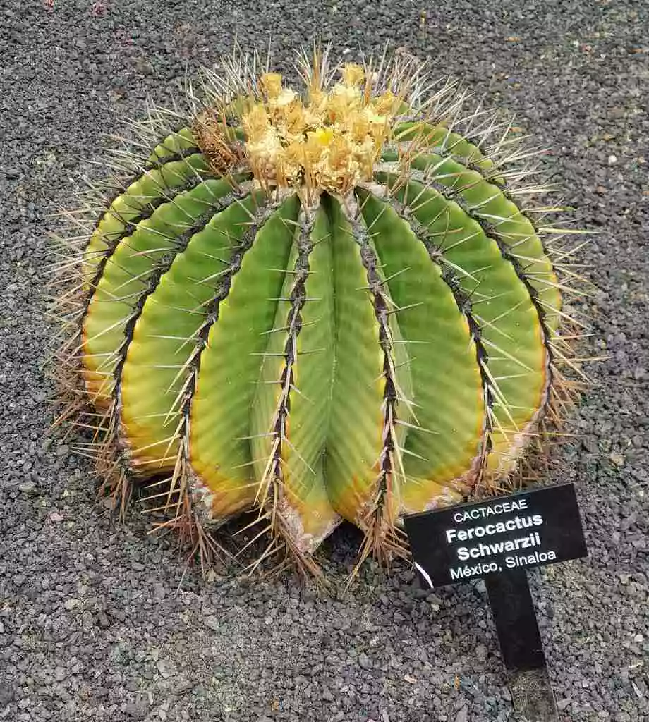 Ferocactus Schwarzii