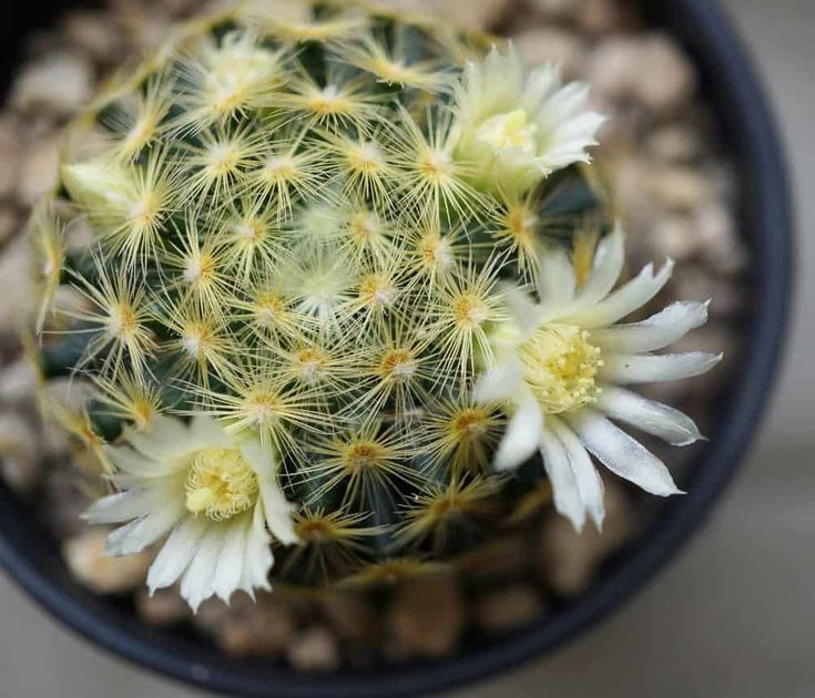 Fishhook Cactus (Mammillaria Schiedeana) از انواع کاکتوس