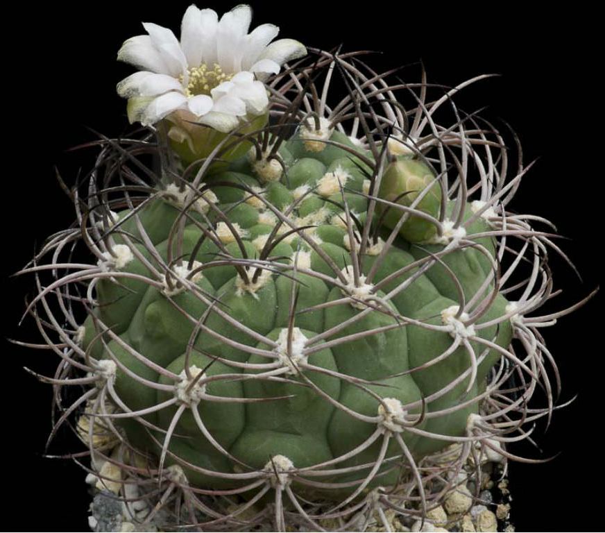 Giant Chin Cactus