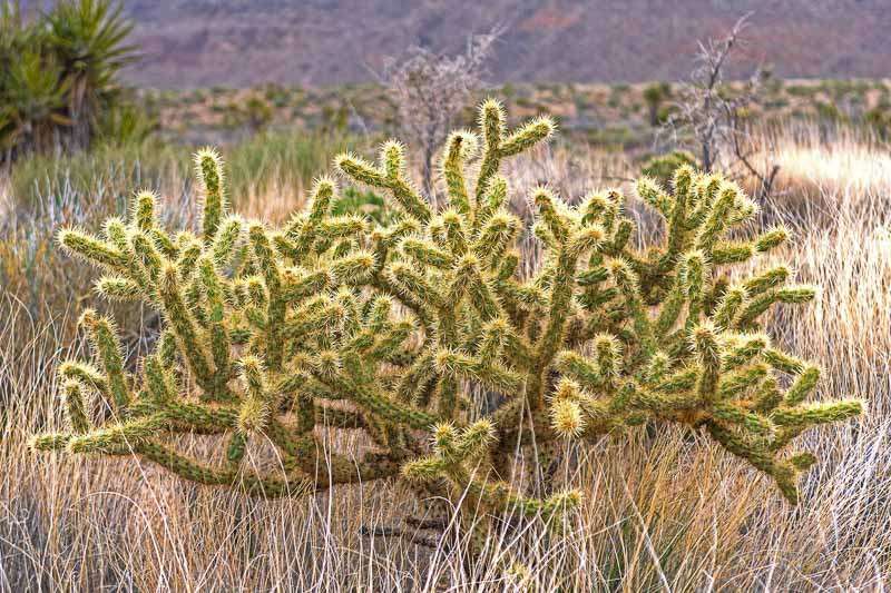 چویای طلایی Golden Cholla (Cylindropuntia Echinocarpa)