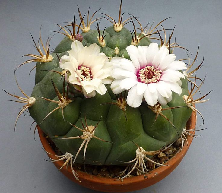 Gymnocalycium Pflanzii