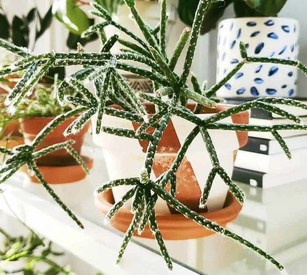 Hairy Stemmed Rhipsalis