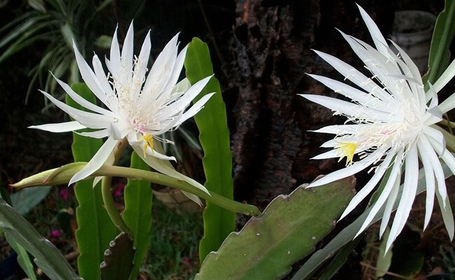 Hooker’s Orchid (Epiphyllum Hookeri)