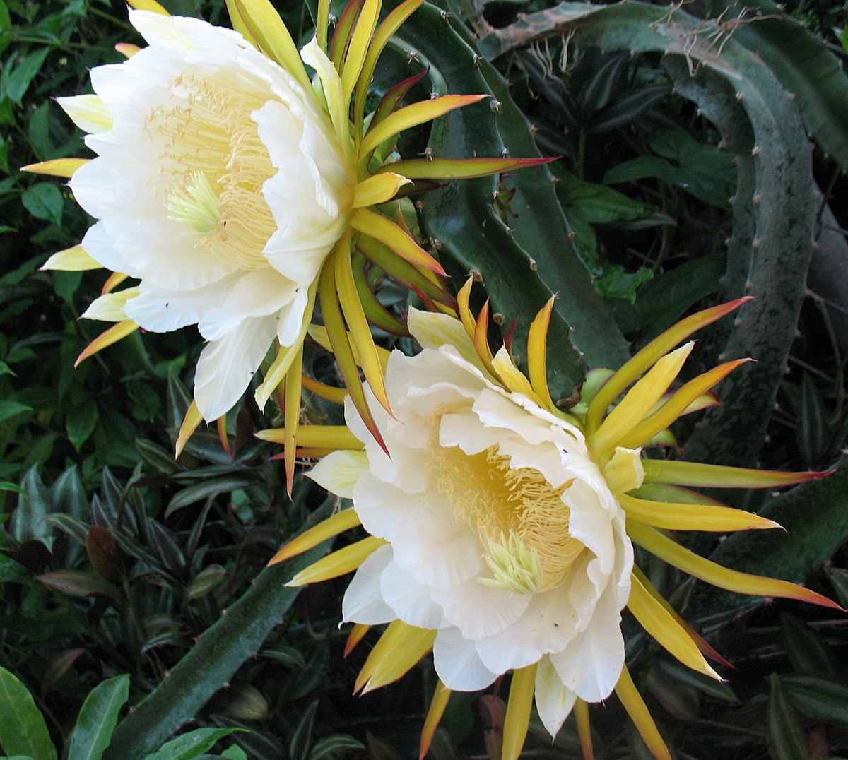 Hylocereus Costaricensis