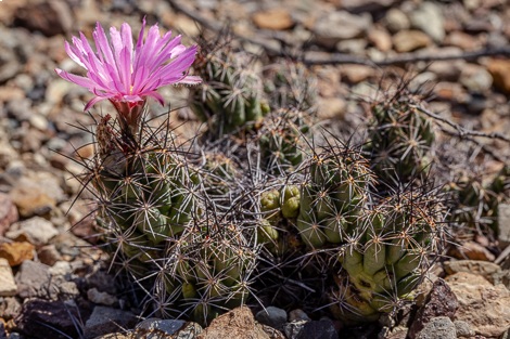 Johnson’s beehive cactus