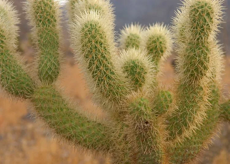 Jumping Cholla