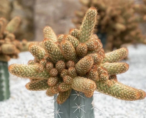 Lady Finger Cactus (Mammillaria Elongata)