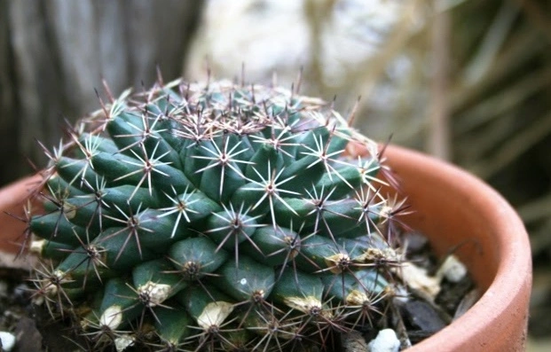 Mammillaria Heyderi