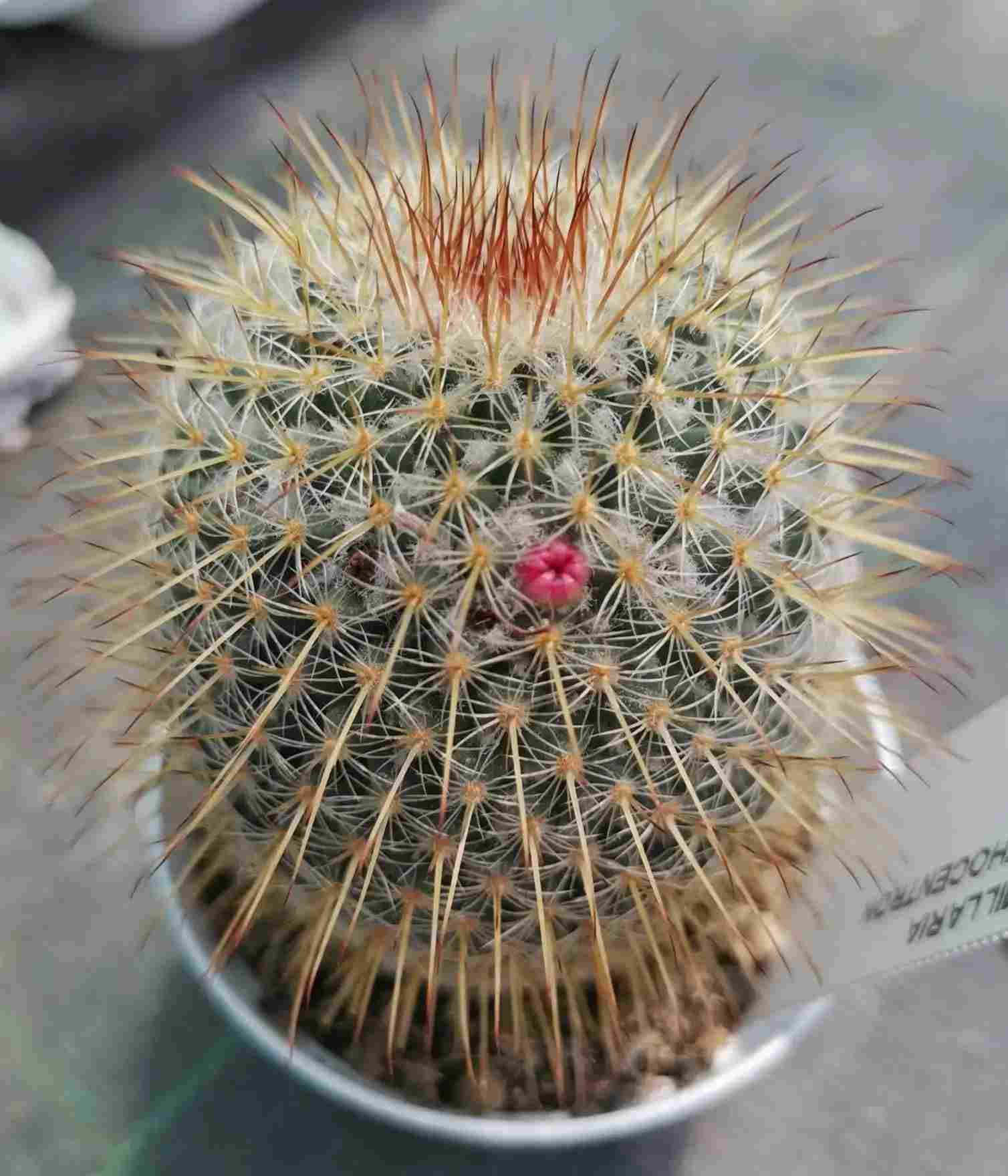 Mammillaria Dixanthocentron از انواع کاکتوس