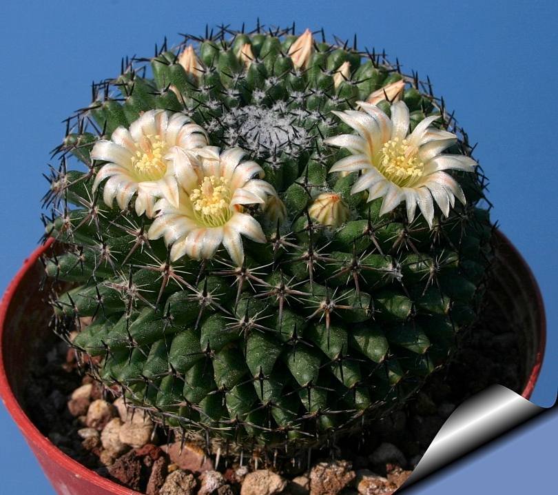 Mammillaria Formosa از انواع کاکتوس