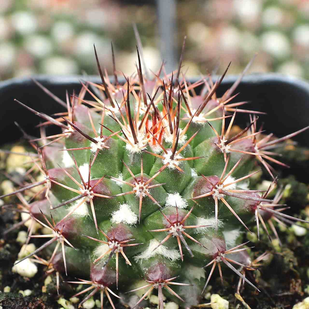 Mammillaria Grusonii