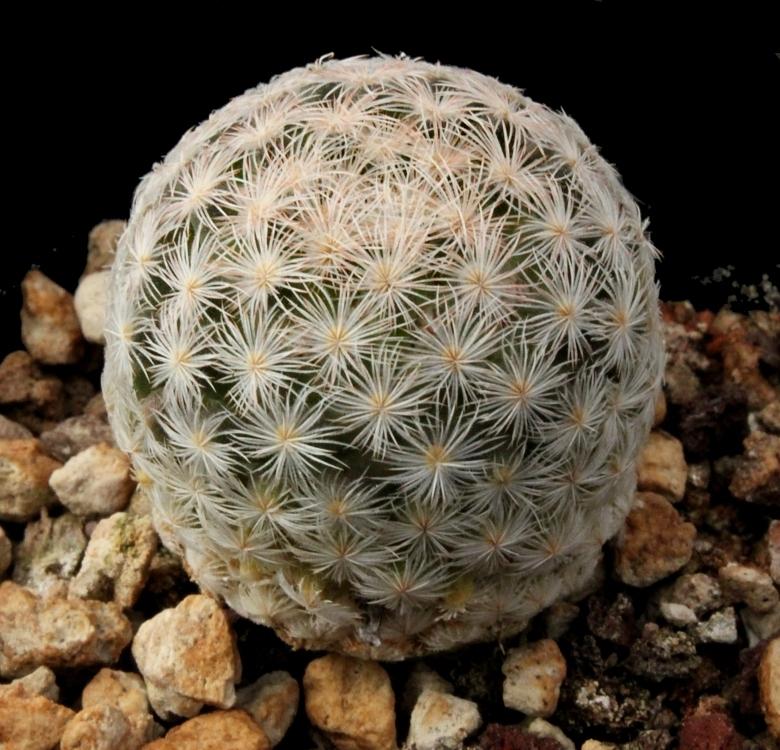 Mammillaria Lasiacantha از انواع کاکتوس