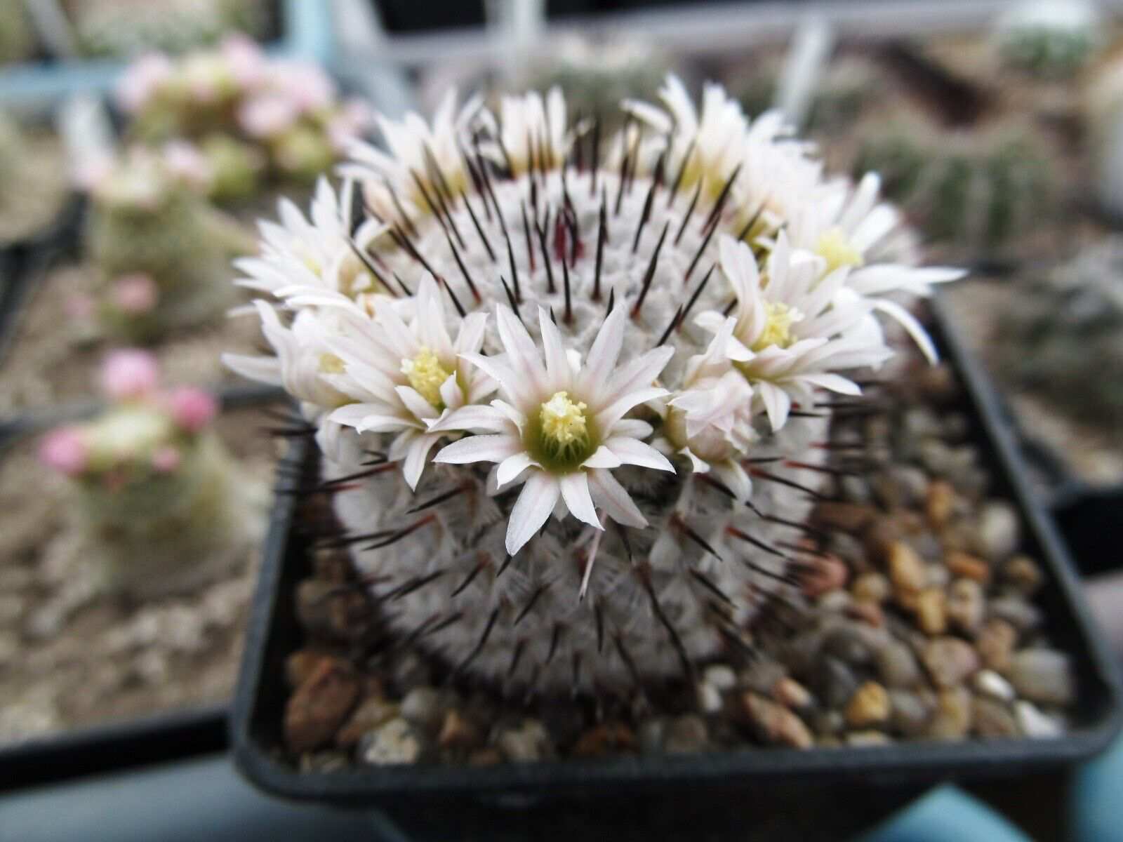 Mammillaria Perezdelarosae