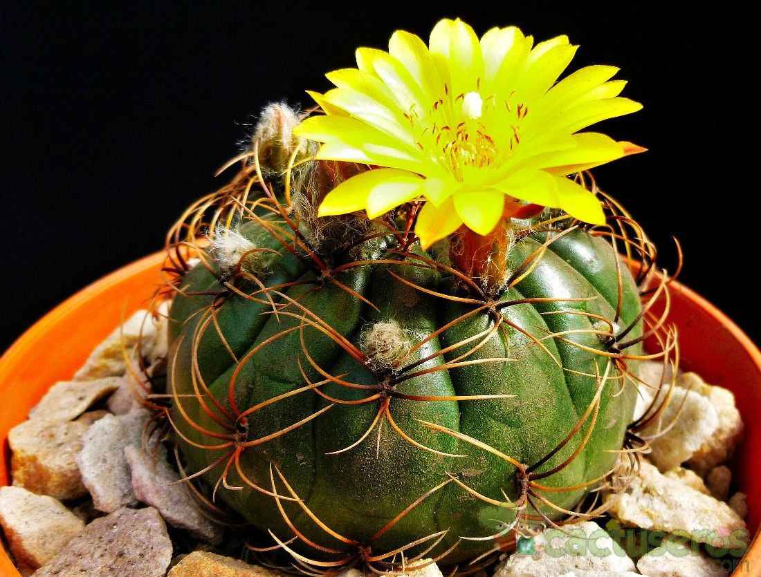 Matucana Aureiflora