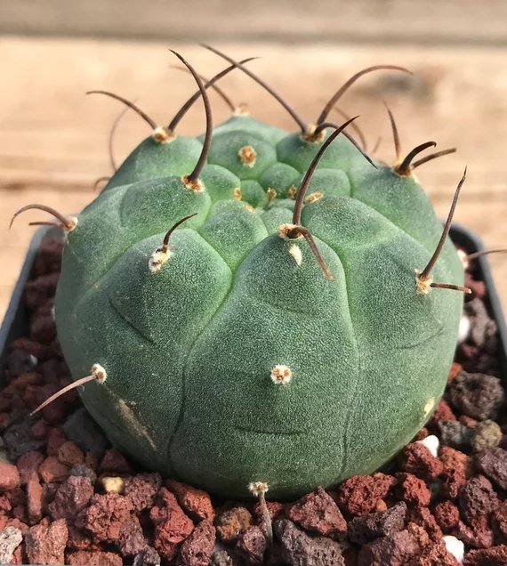 Matucana Madisoniorum