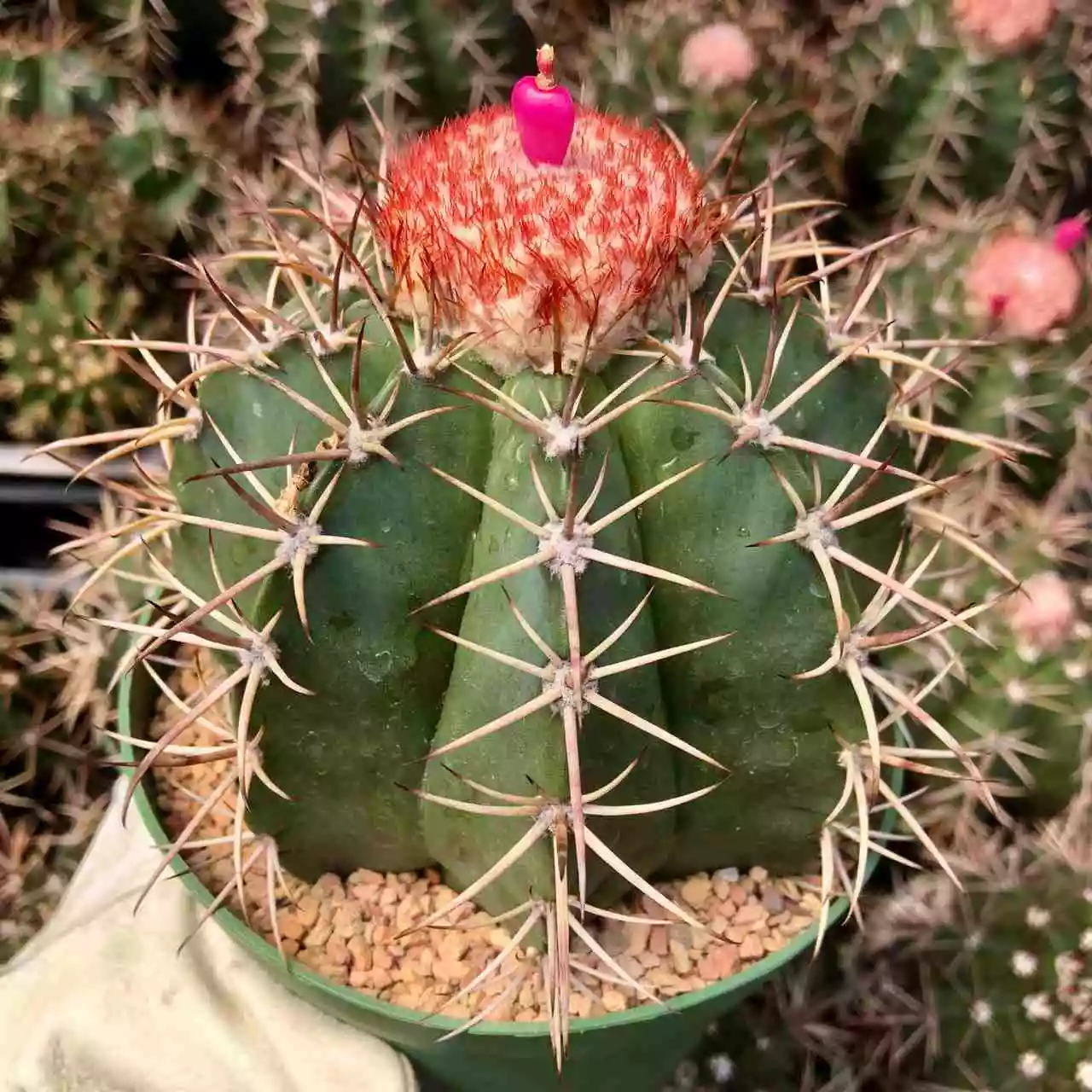 Melocactus Bahiensis از انواع کاکتوس