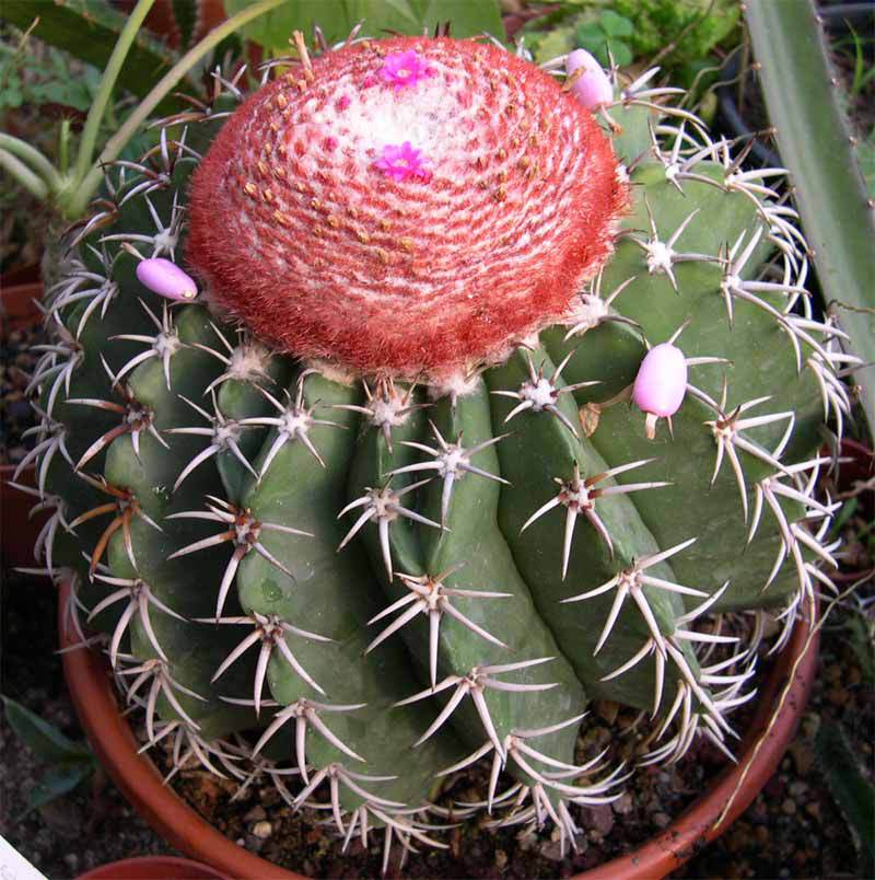 Melocactus (Melocactus Zehntneri)