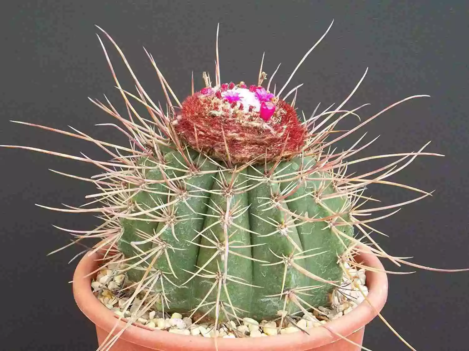 Melocactus از انواع کاکتوس