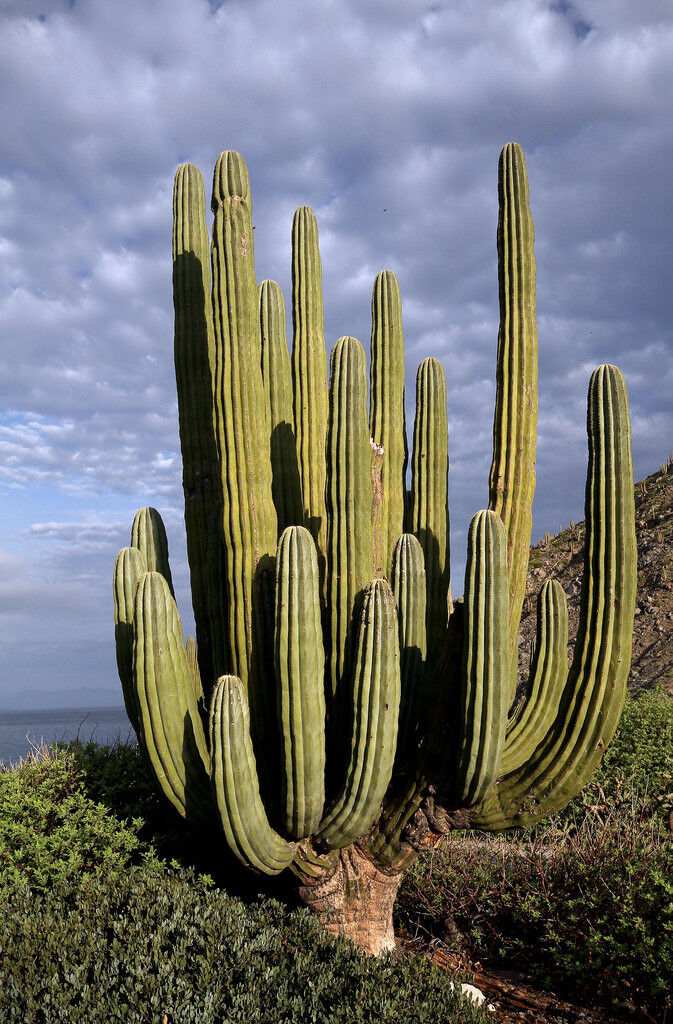 Mexican Giant Cardon (Pachycereus Pringlei)