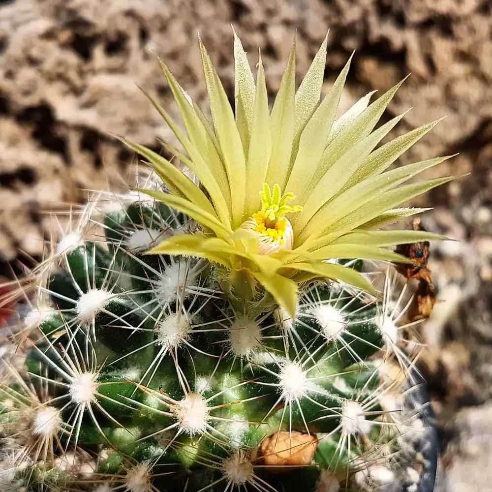 Missouri Foxtail Cactus 