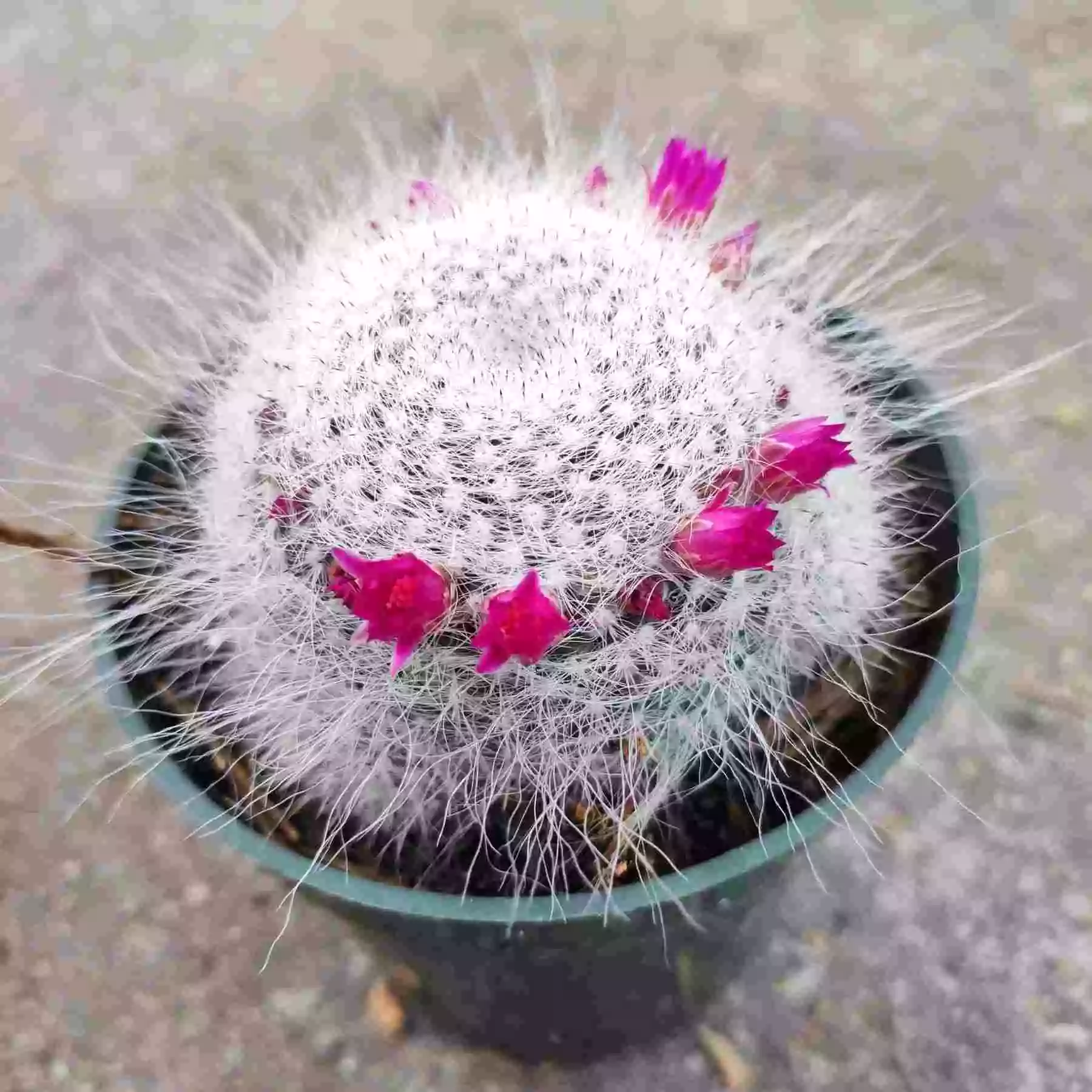 Old Lady Cactus