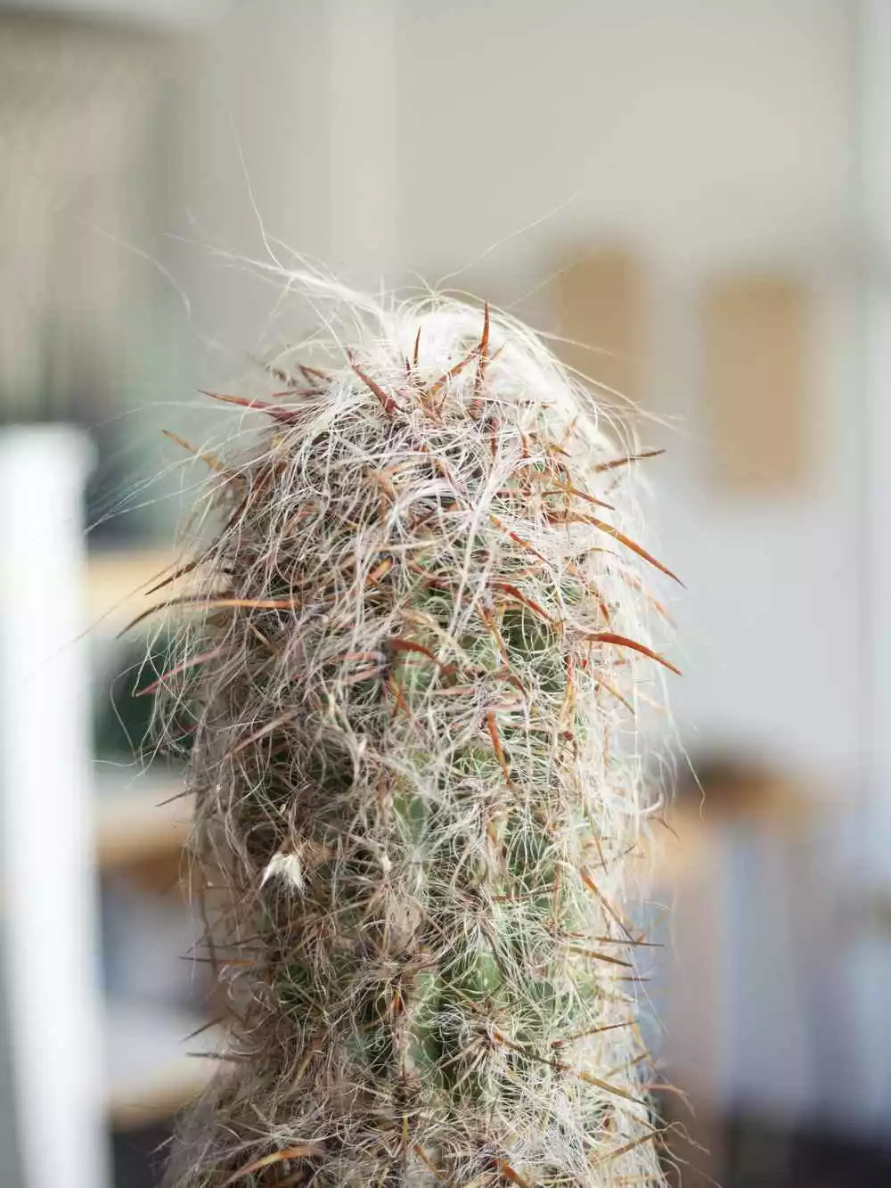 Old Man of the Andes