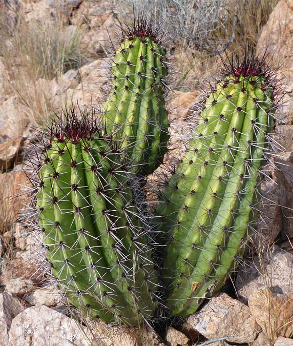 Organ Pipe Cactus از انواع کاکتوس