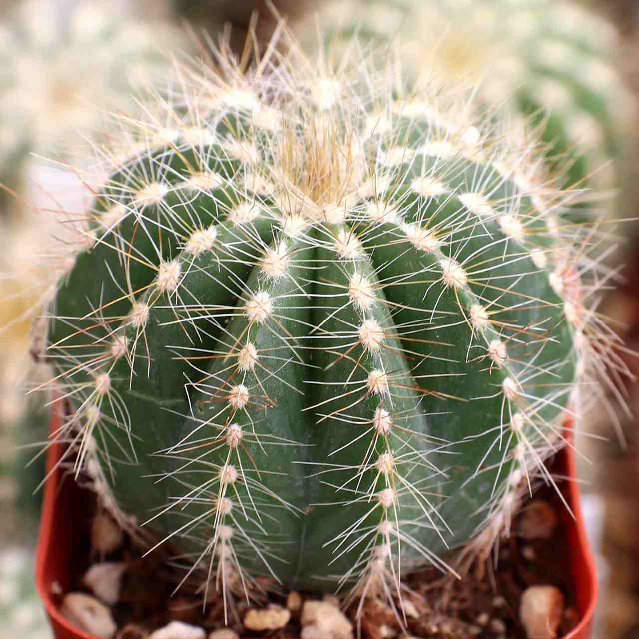 Parodia Magnifica