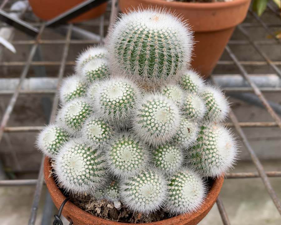 Parodia Scopa