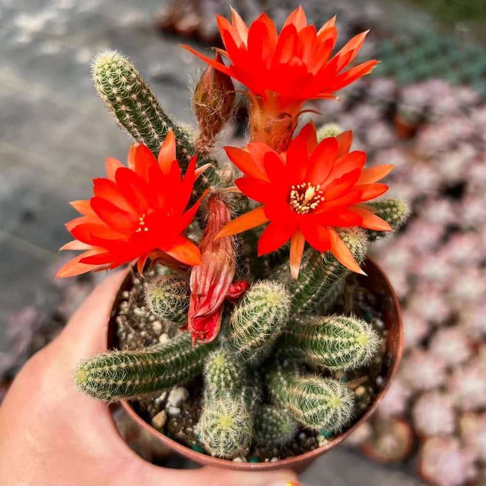 Peanut Cactus