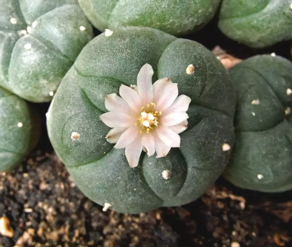 پیوت  لوفوفورا ویلیامسی Peyote (Lophophora Williamsii)