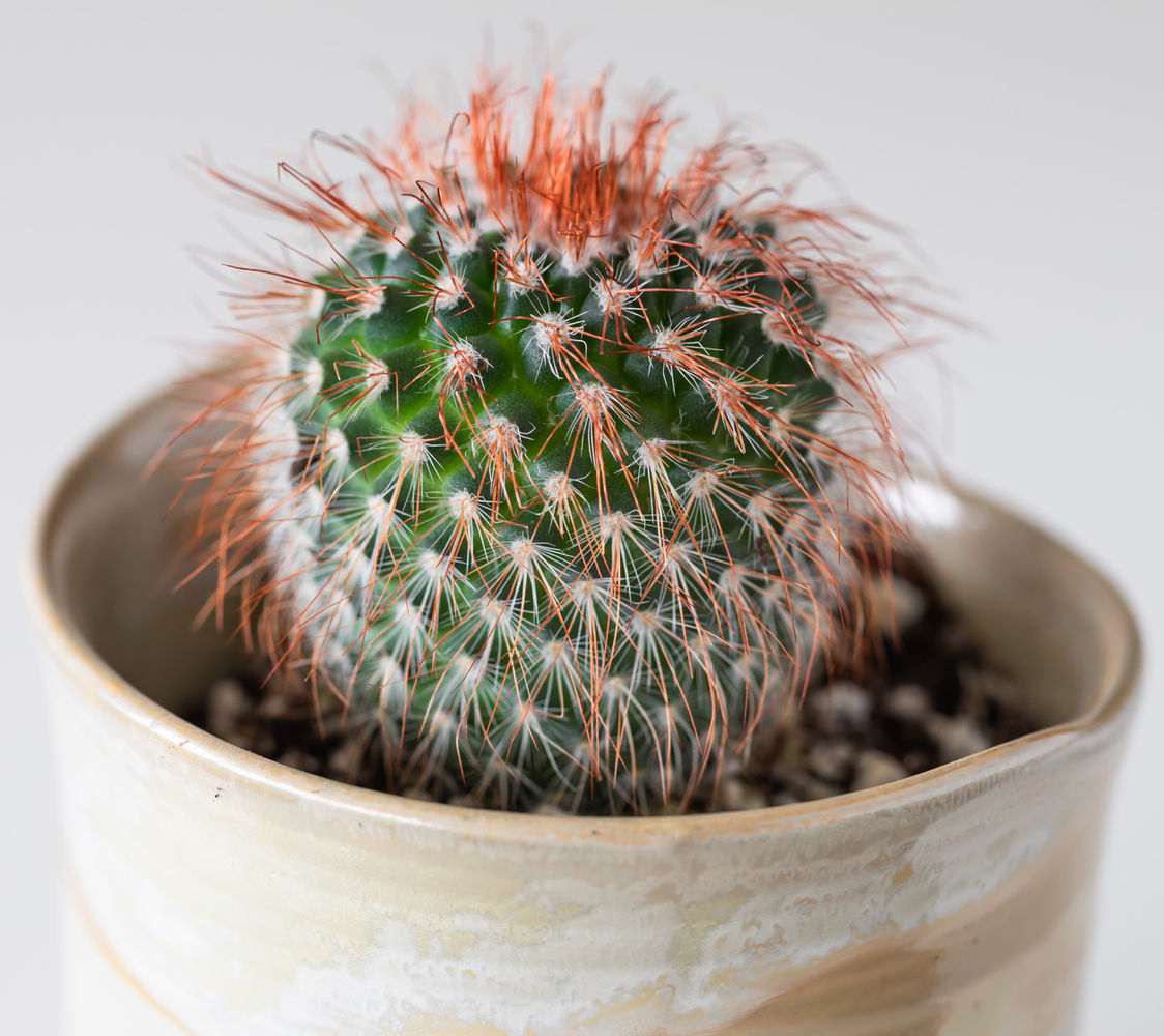 Powder Puff Cactus از انواع کاکتوس