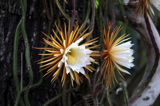 Queen of the Night (Selenicereus Grandiflorus)