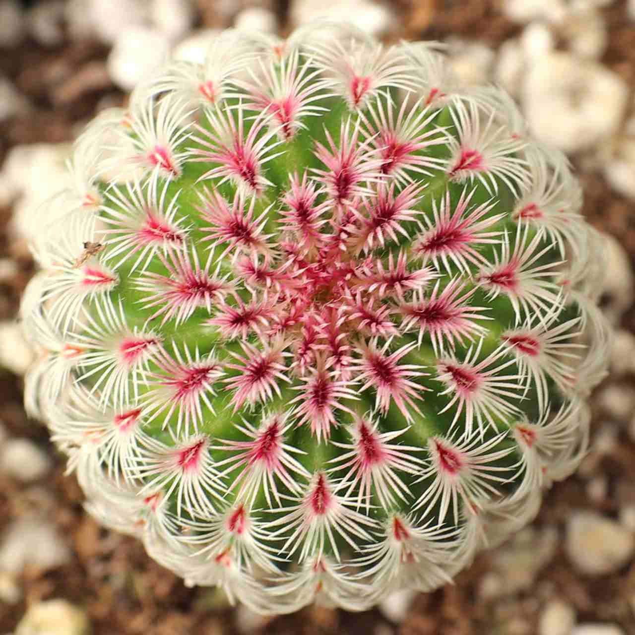  Rainbow Cactus 