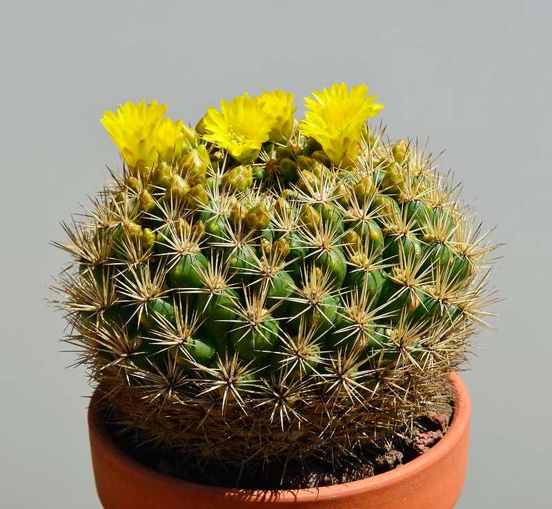 Rebutia (Weingartia Neocumingii)