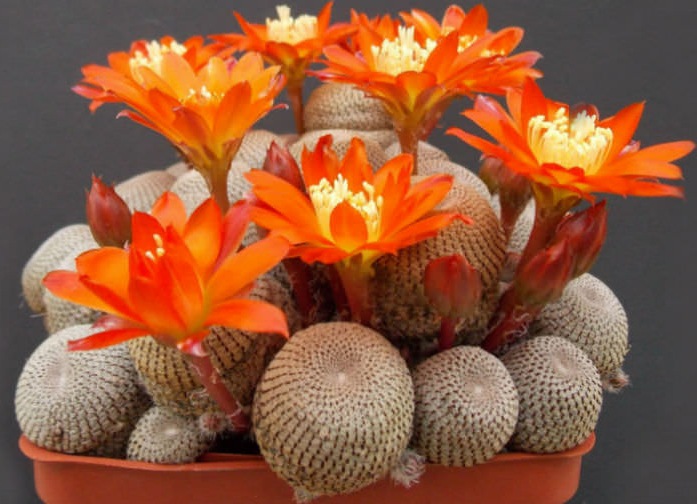 Rebutia Heliosa  از انواع کاکتوس