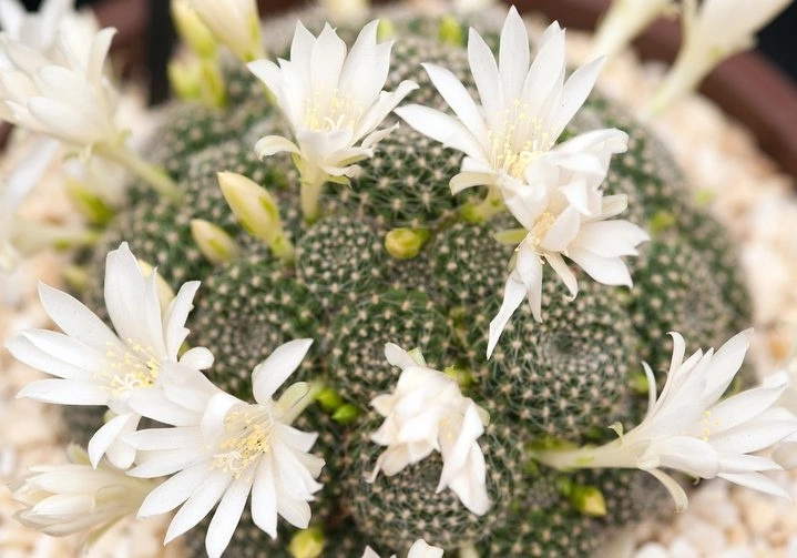 Rebutia