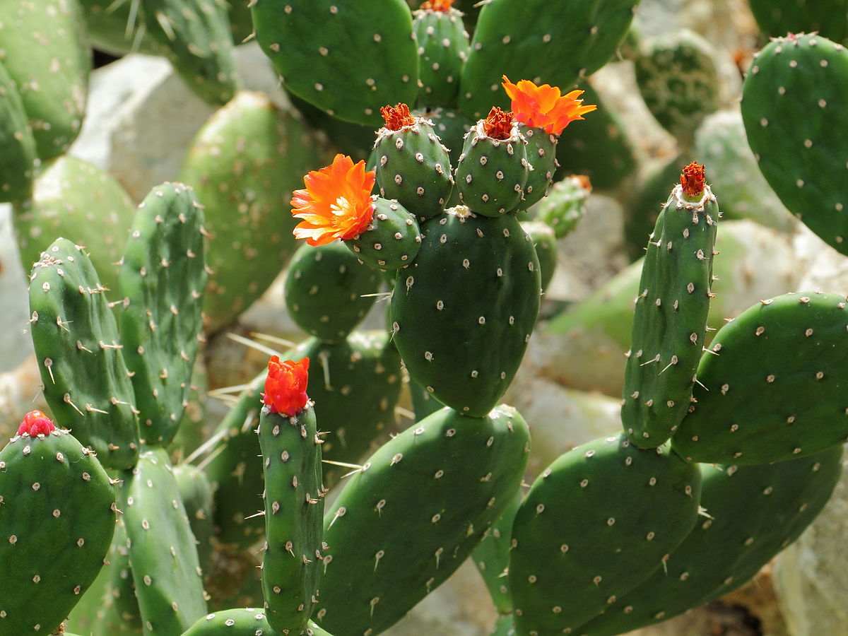 Red Buttons Opuntia