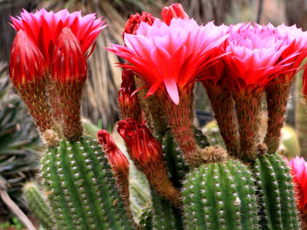 Red Torch Cactus (Echinopsis Huascha)